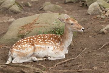 Spotted Deer resing in forest