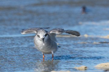 Black Fronted Tern Endemic to New Zealand