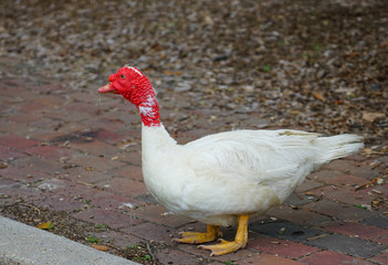 View of a white Muscovy Duck with wrinkled red head on the street in Chestertown, Maryland