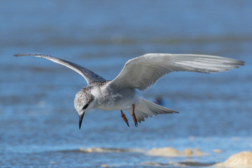 Black Fronted Tern Endemic to New Zealand