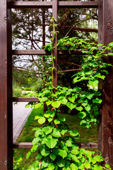 wooden arch with a frame for the growth of climbing plants with green leaves, closeup of a construction in the backyard.