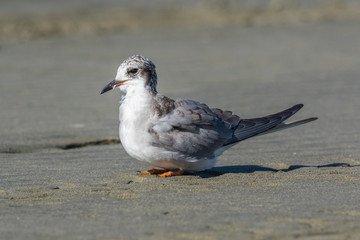 Black Fronted Tern Endemic to New Zealand