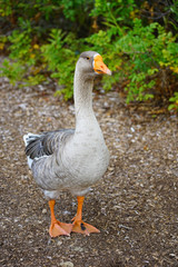 Naklejka na ściany i meble View of a grey domestic goose with orange beak on the street in Chestertown, Maryland