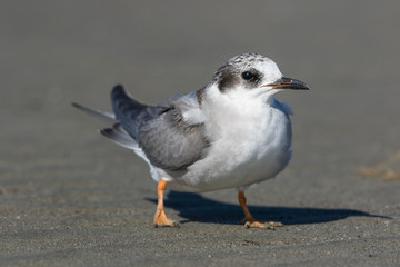 Black Fronted Tern Endemic to New Zealand