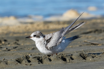 Black Fronted Tern Endemic to New Zealand