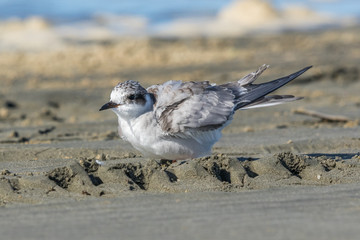 Black Fronted Tern Endemic to New Zealand