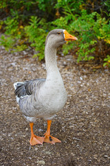 View of a grey domestic goose with orange beak on the street in Chestertown, Maryland