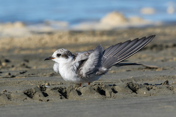 Black Fronted Tern Endemic to New Zealand