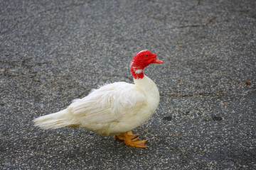 View of a white Muscovy Duck with wrinkled red head on the street in Chestertown, Maryland
