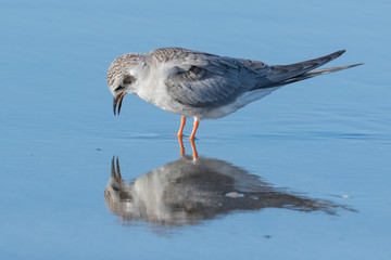 Black Fronted Tern Endemic to New Zealand