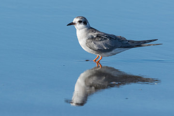 Black Fronted Tern Endemic to New Zealand