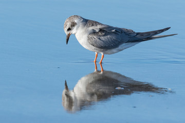 Black Fronted Tern Endemic to New Zealand