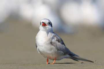 Black Fronted Tern Endemic to New Zealand