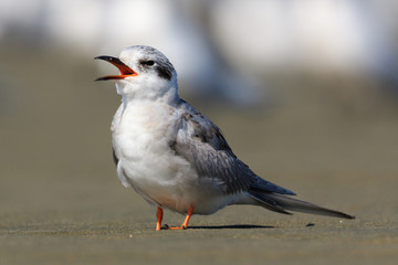 Black Fronted Tern Endemic to New Zealand