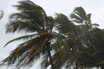 Fototapeta na wymiar palma en la lluvia 