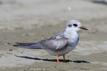 Black Fronted Tern Endemic to New Zealand