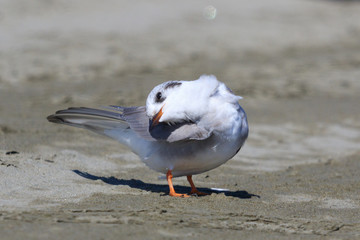 Black Fronted Tern Endemic to New Zealand