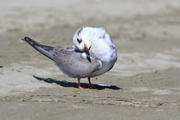 Black Fronted Tern Endemic to New Zealand
