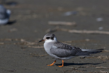 Black Fronted Tern Endemic to New Zealand