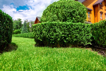 landscape design of a hedge of boxwood bushes and a green lawn with grass on a sunny day and clouds against a blue sky in the backyard of a residential building. - obrazy, fototapety, plakaty
