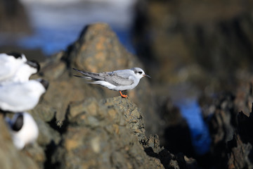 Black Fronted Tern Endemic to New Zealand