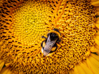 Bumblebee on a sunflower