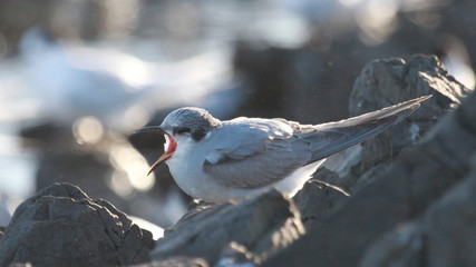 Fototapeta premium Black Fronted Tern Endemic to New Zealand