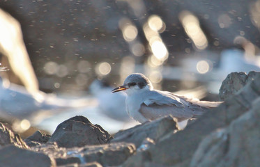 Black Fronted Tern Endemic to New Zealand