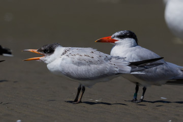 Caspian Tern in Australasia
