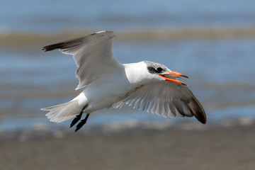 Caspian Tern in Australasia