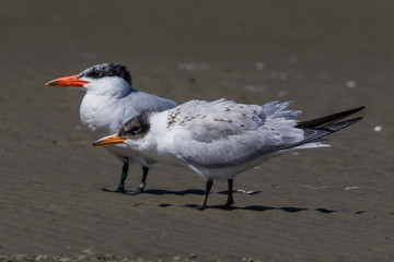 Caspian Tern in Australasia