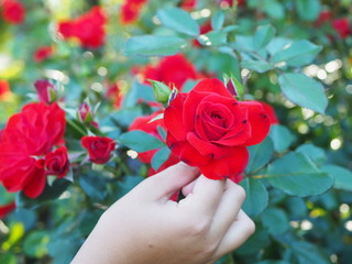 Red rose in hands of woman or girl