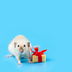 cute decorative rat with cheese gift and red bow on a blue background