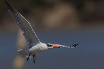 Caspian Tern in Australasia