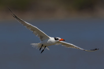 Caspian Tern in Australasia