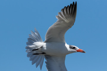 Caspian Tern in Australasia
