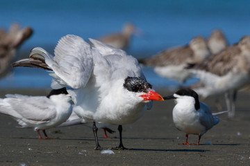 Caspian Tern in Australasia
