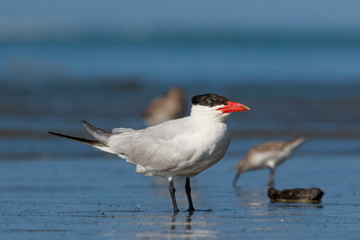 Caspian Tern in Australasia
