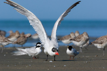 Caspian Tern in Australasia