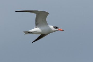 Caspian Tern in Australasia