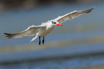 Caspian Tern in Australasia