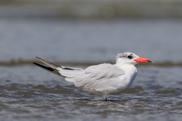 Caspian Tern in Australasia