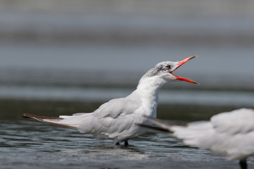 Caspian Tern in Australasia