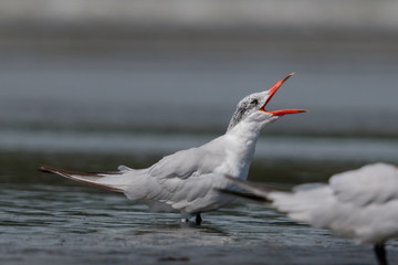 Caspian Tern in Australasia