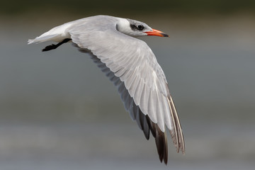 Caspian Tern in Australasia