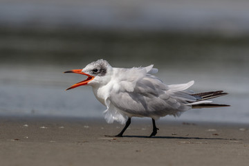 Caspian Tern in Australasia