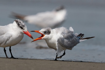 Caspian Tern in Australasia