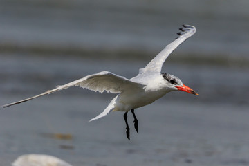 Caspian Tern in Australasia