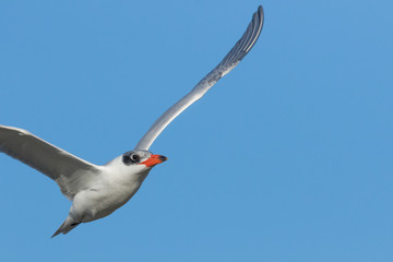 Caspian Tern in Australasia