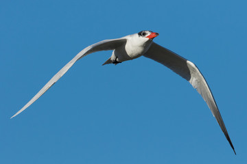 Caspian Tern in Australasia